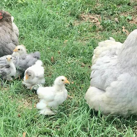 Appartamento In Cascina -La Cascinetta Di Ali- Roatto Luaran gambar