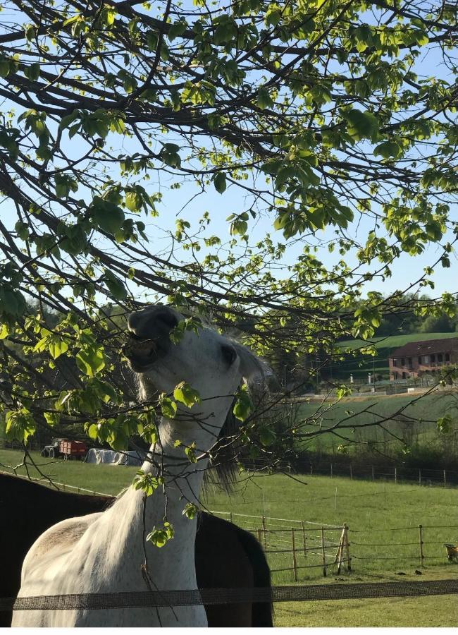 Appartamento In Cascina -La Cascinetta Di Ali- Roatto Luaran gambar