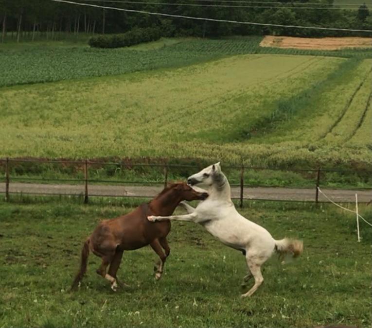 Appartamento In Cascina -La Cascinetta Di Ali- Roatto Luaran gambar